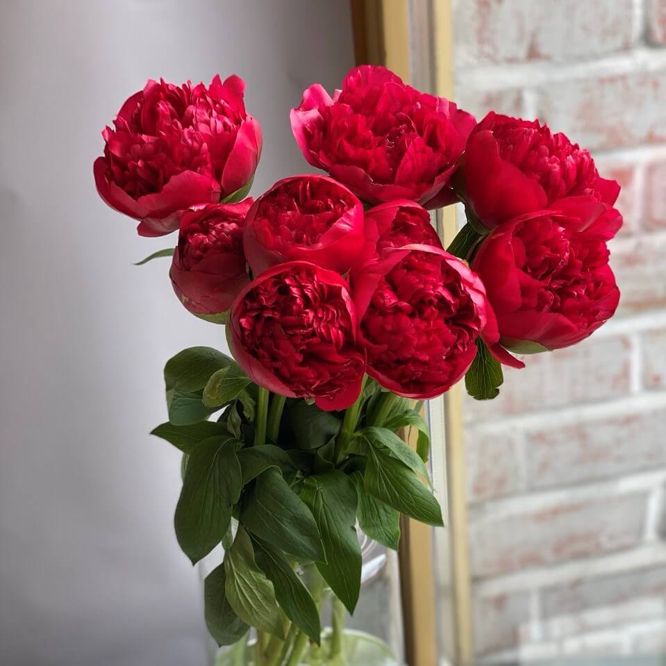 19 Коралловых Пионов